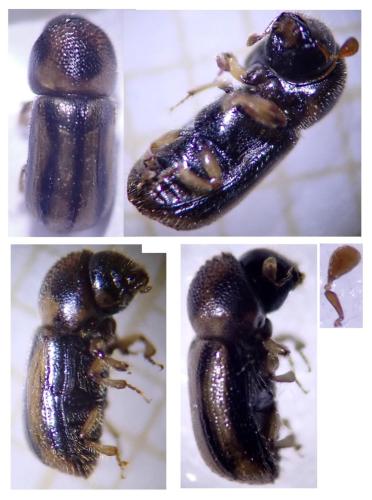 Réf. 322 504 : Trypodendron signatum